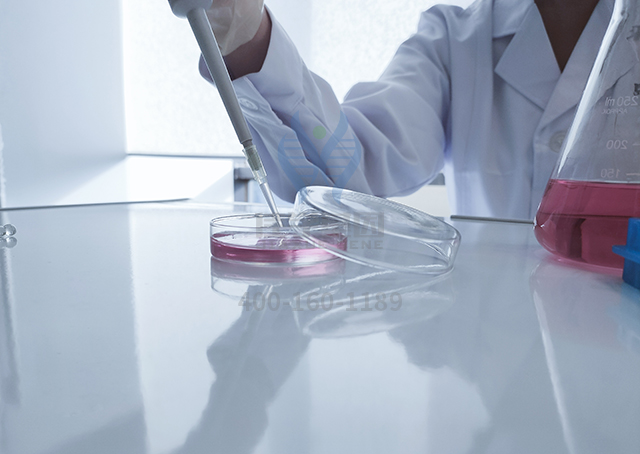 基因解码揭密耳聋的发生过程中的基因信息 基因解码揭密耳聋的发生过程中的基因信息