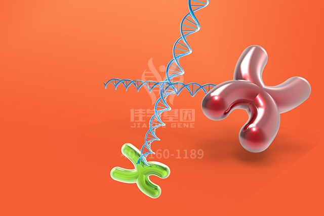 【佳学基因检测】ATP4B分子病理检测后采用什么药物治疗比较有效果？