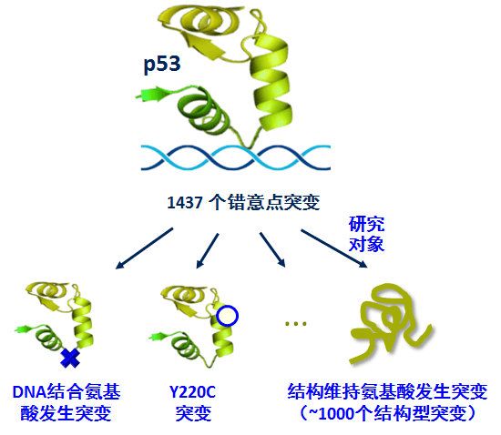 【佳学基因检测】基因解码如何根据肿瘤致病基因设计和寻找新型肿瘤靶向治疗药物？