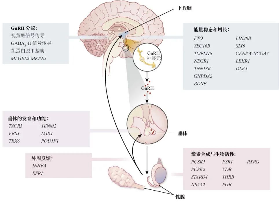 【佳学基因检测】青春期延迟的多种表现及其基因解码、基因检测的重要作用