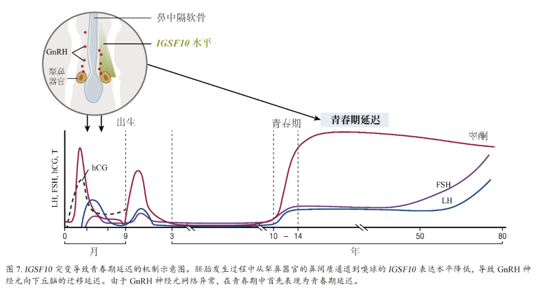 【佳学基因检测】青春期延迟的多种表现及其基因解码、基因检测的重要作用