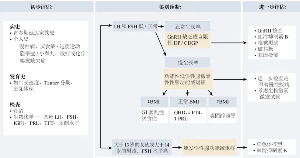 【佳学基因检测】青春期延迟的多种表现及其基因解码、基因检测的重要作用
