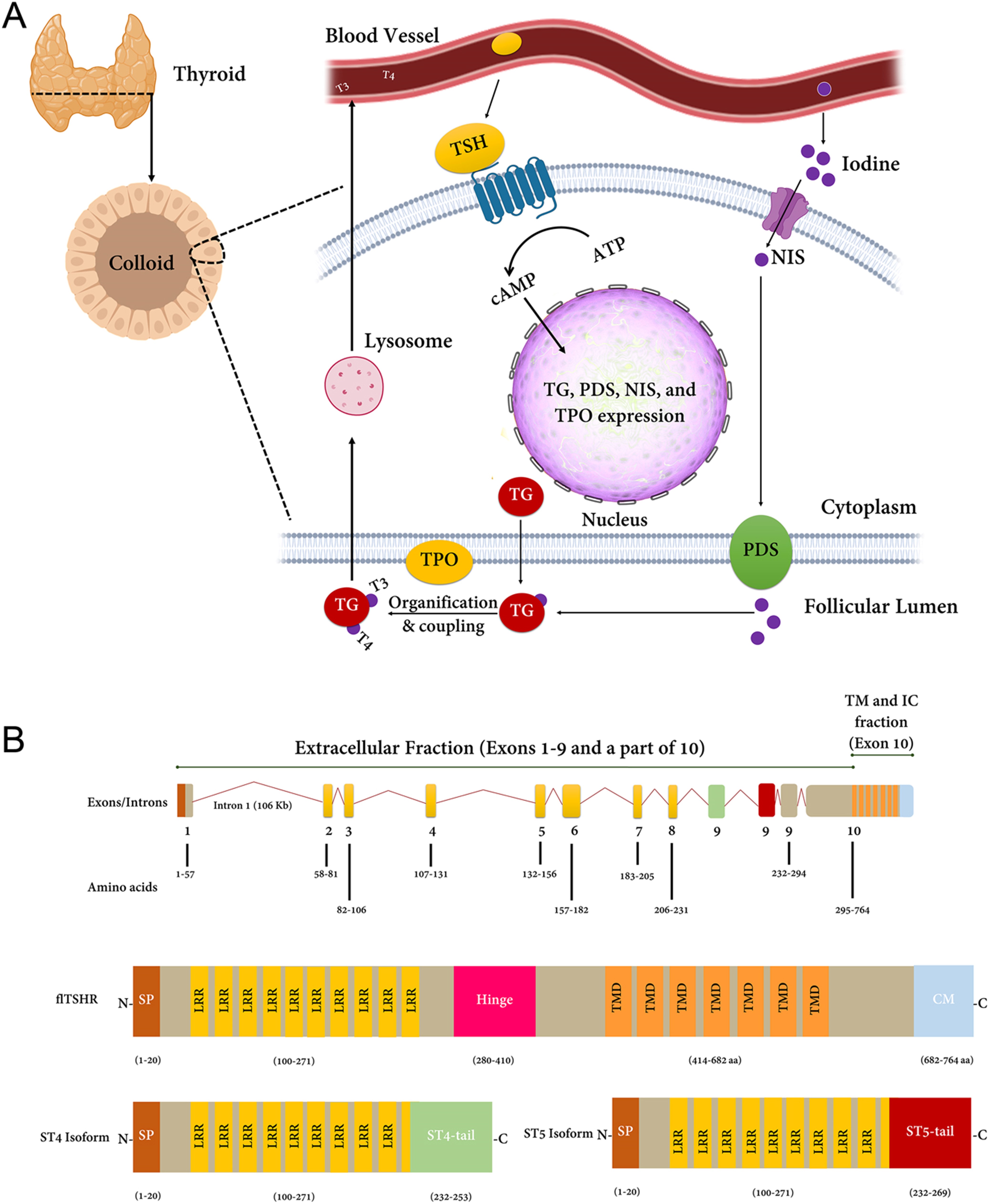 【佳学基因检测】格雷夫斯病基因检测Graves disease