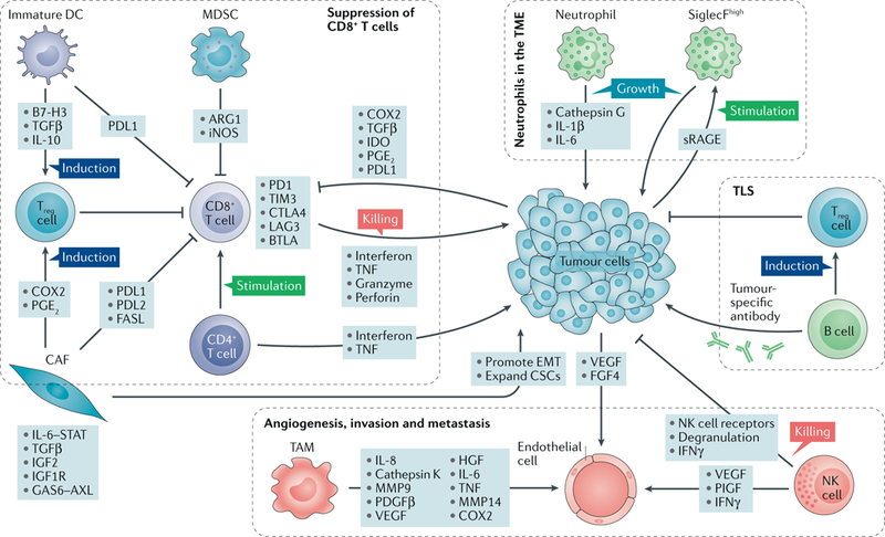 【佳学基因检测】疾病风险评估前为什么要问疾病风险评估机构是否包含TEX28