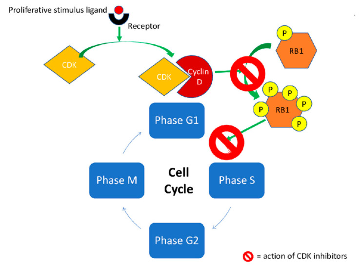 【佳学基因检测12期】靶向肿瘤细胞周期蛋白的药物病理生理环境