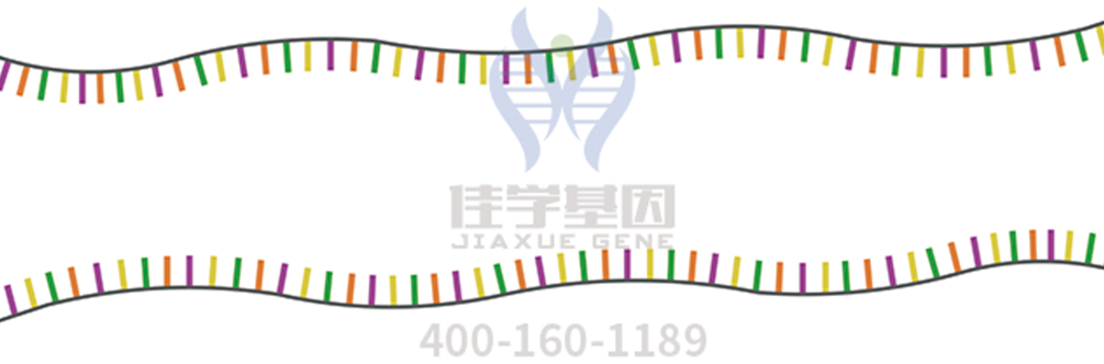 【佳学基因检测】社交能力基因解码、基因检测 【佳学基因检测】社交能力基因解码、基因检测