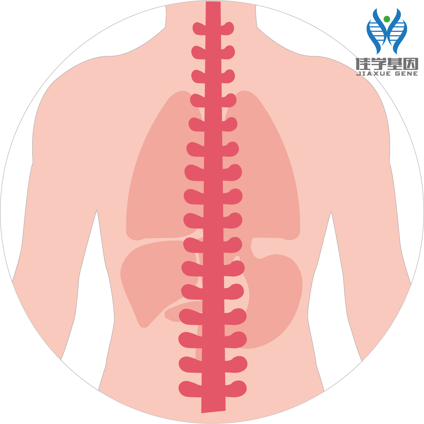 【佳学基因检测】蜡泪样骨病（Melorheostosis）基因解码、基因检测