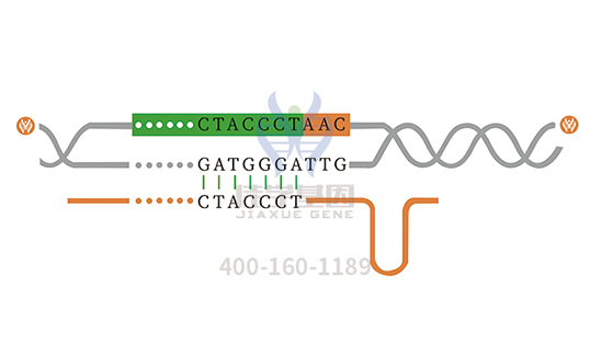 【佳学基因检测】I型糖尿病基因解码、基因检测