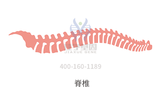 【佳学基因检测