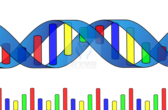 【佳学基因检测】稳重天赋基因解码、基因检测 【佳学基因检测】稳重天赋基因解码、基因检测