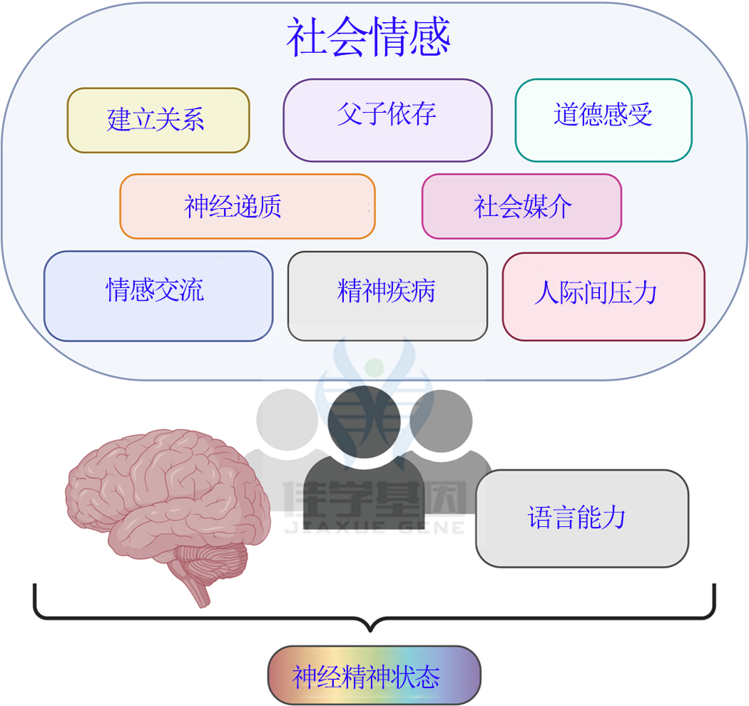 【佳学基因检测】社会能力基因检测 【佳学基因检测】社会能力基因检测